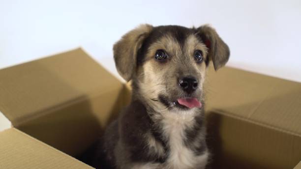 istock Close up cute puppy dog sits in a postage box 892941300