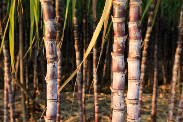 istock closeup of sugarcane plants in growth  at field 892944590