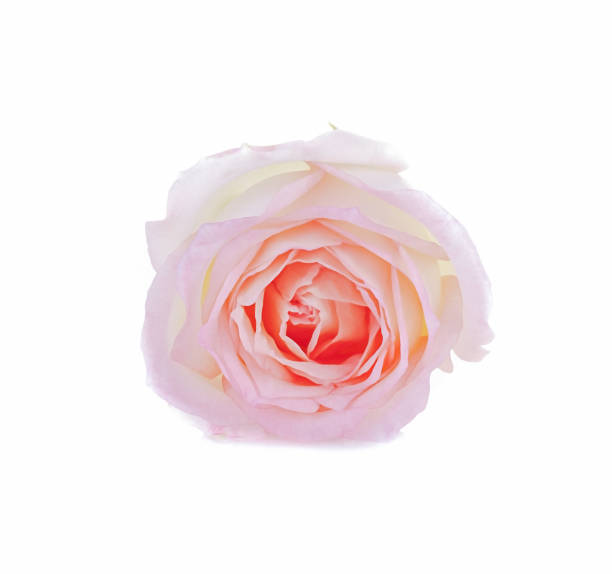 istock rose flowers close up on background. 892947186