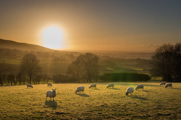 istock Sheep in sunlight Northern Ireland 892955778
