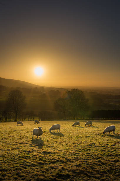 fiels에서 방목 하는 아일랜드 양 - sheep grazing vertical photography 뉴스 사진 이미지