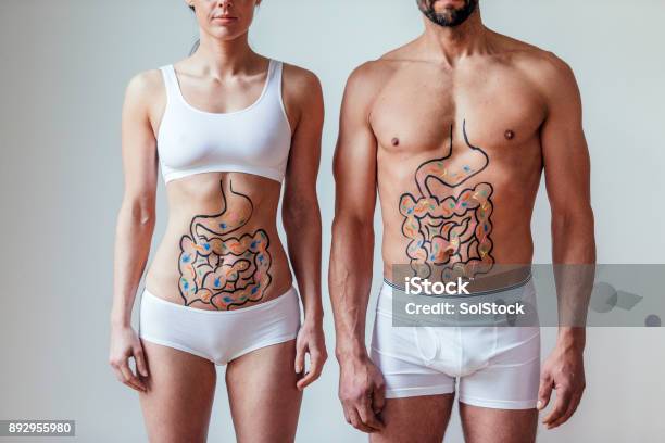 Male And Female Intestinal Health Concept Stock Photo - Download Image Now - Intestine, Abdomen, Healthy Lifestyle