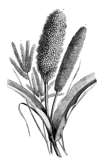 Botany plants antique engraving illustration: Eleusine, Sorghum, Panicum
