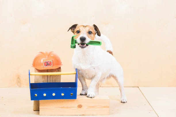 istock Do it yourself (DIY) concept with funny dog as builders assistant 892974010