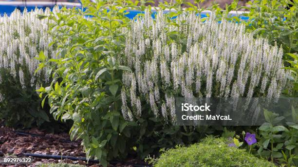 Mint Flower On The Flowerbed Closeup Stock Photo - Download Image Now - After Work, Aging Process, Agricultural Equipment