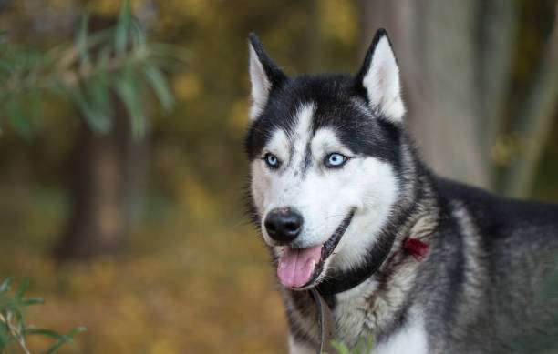 istock Siberian Husky in the autumn. 892978952