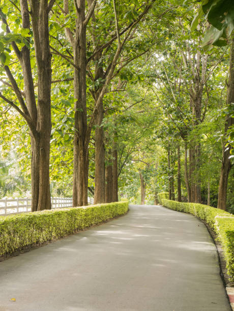 istock Landscape of road under the trees 892978968