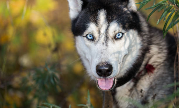 istock Siberian Husky in the autumn. 892979262