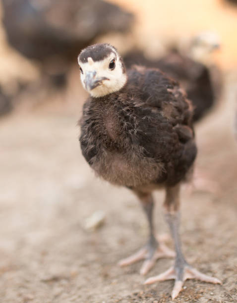 istock small turkey chickens graze on the farm 892979560