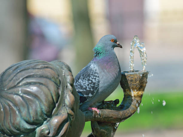 istock Rock pigeon sitting on the fountain. 892982856