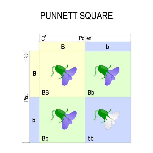 Punnett square Punnett square. genetics. biological inheritance, for example pea plants. diagram showing typical test crosses and the potential outcomes. heterozygous, recessive, and dominant human genome code stock illustrations