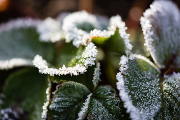 istock strawberry leaves in the icy autumn 892994704