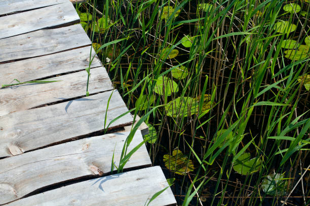 istock pier at the lake 892994838