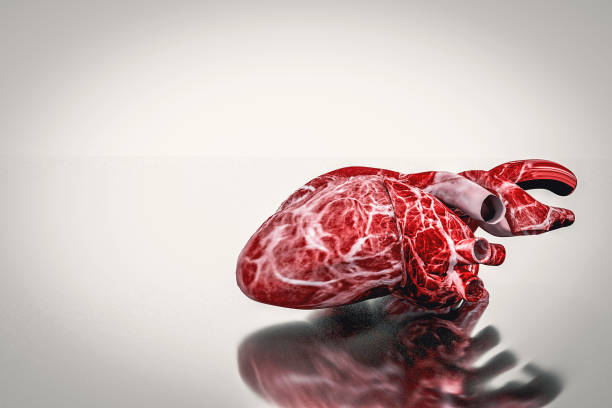istock Human Heart Anatomy hearth health and disease concept 892995252