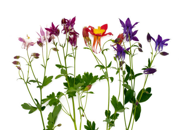 istock columbine flowers of different colors over white 892995296