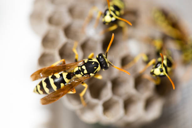 istock A wasp for hives in nature 893001648