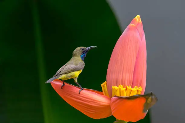 A little bird on banana flower."n