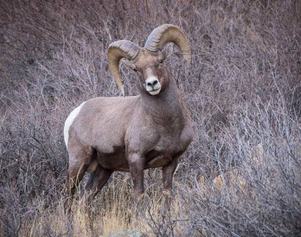 istock Colorado Rocky Mountain Bighorn Sheep 893005288