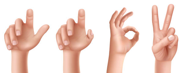 ilustrações de stock, clip art, desenhos animados e ícones de set of hand gestures with a raised finger up, an ok sign and a victory. - hand sign index finger human finger human thumb