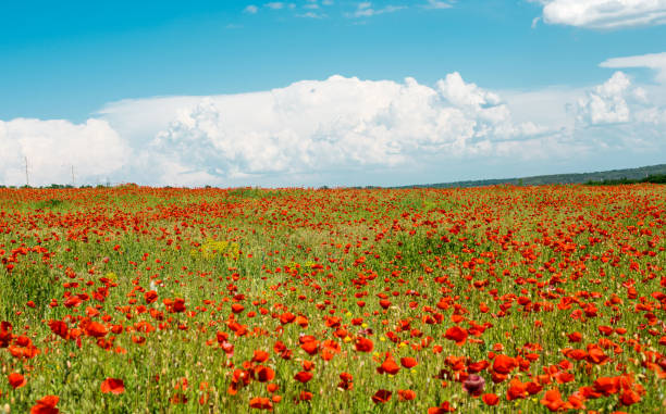 istock field with blooming poppies 893005534