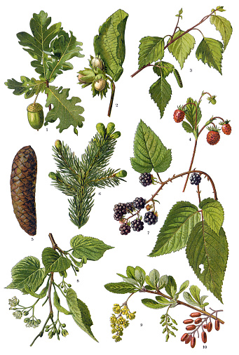 Antique illustration of a Medicinal and Herbal Plants. 