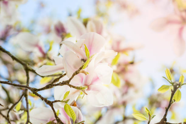 でも春の花が咲くとマグノリアの木 - englis ストックフォトと画像