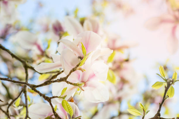 magnolia tree with blooming flowers during springtime in englis - englis imagens e fotografias de stock