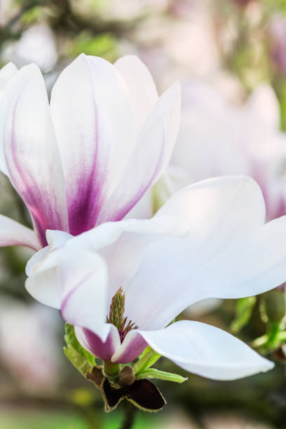 magnolia tree with blooming flowers during springtime in englis - englis imagens e fotografias de stock