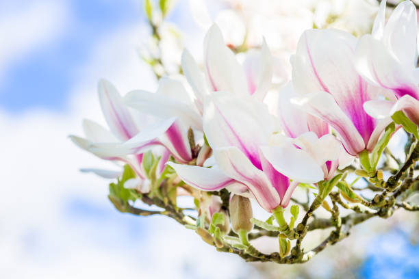 магнолия дерево с цветущими цветами в весеннее время в энглисе - englis стоковые фото и изображения