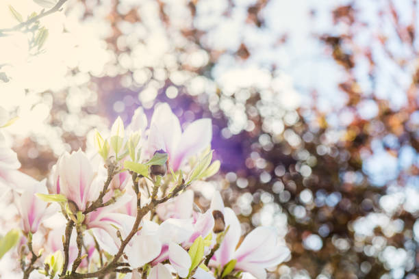 árbol de magnolia con flores durante la primavera en englis - englis fotografías e imágenes de stock