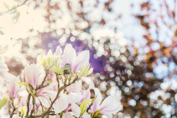 magnolia tree with blooming flowers during springtime in englis - englis imagens e fotografias de stock