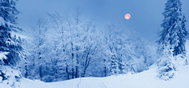 istock Ukrainian Carpathians snowy forest 893020724