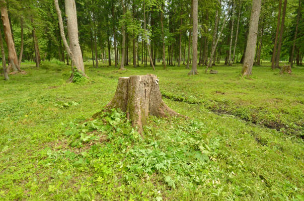 istock A rotten tree stump in the woods. 893021624