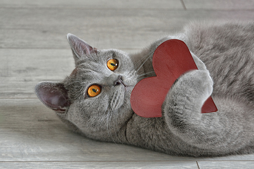 Greeting card with a British short-hair cat that holds a red heart. Valentine's Day concept.