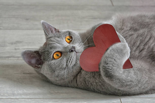 Greeting card with a British short-hair cat that holds a red heart. Valentine's Day concept. stock photo