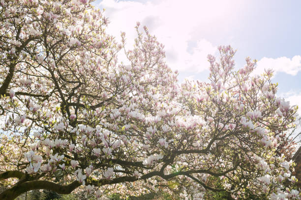englis에서 봄 날 동안 피 꽃 목련 나무 - englis 뉴스 사진 이미지