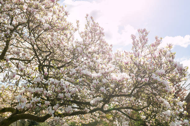 magnolia tree with blooming flowers during springtime in englis - englis imagens e fotografias de stock