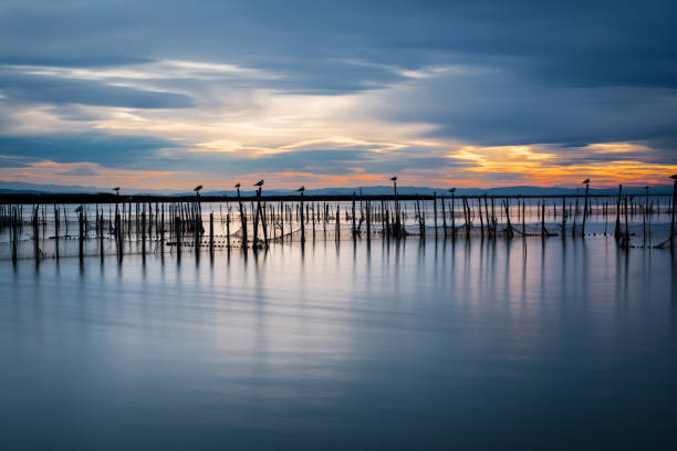 Silhouette of birds standing on poles at dusk in the Albufera in Valencia, a freshwater lagoon and estuary in Eastern Spain. Long exposure.