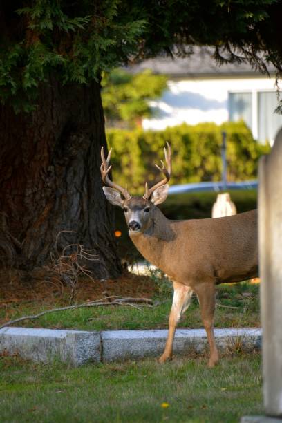 Ross Bay Cemetery stock photo