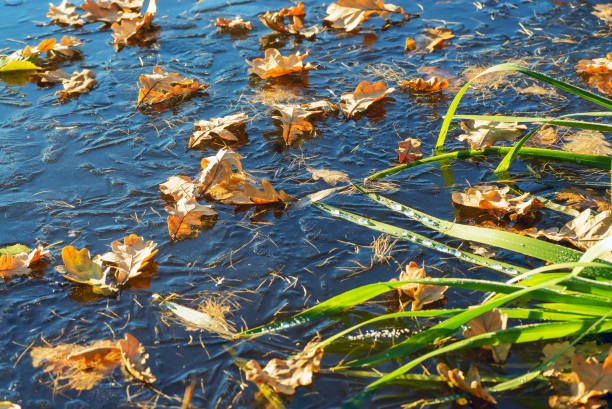 The first frosts, the frost on the grass and autumn leaves near the pond.