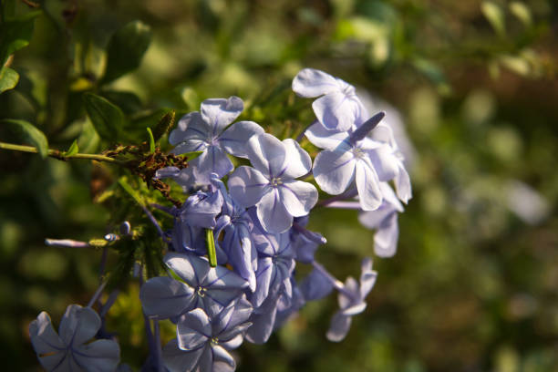 istock Close up of African Blue Flower 893032408