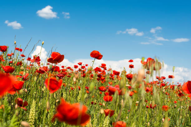 istock field with blooming poppies 893032438