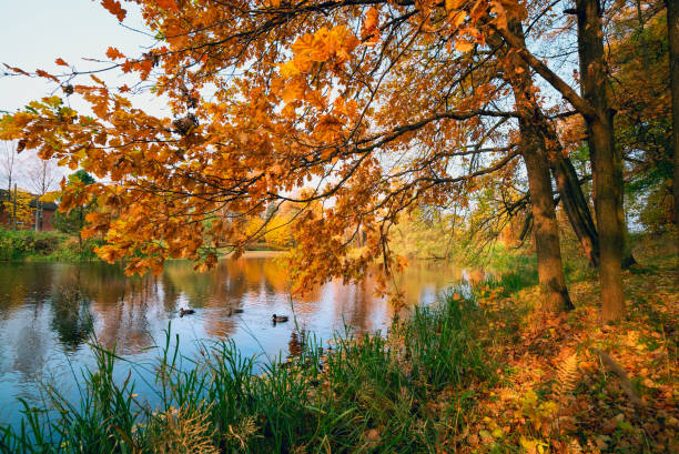 Oak tree with yellow-orange foliage on the lake in the fall.