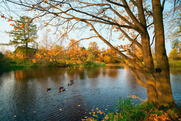 istock Ducks swim along the lake shore in the fall. 893032840