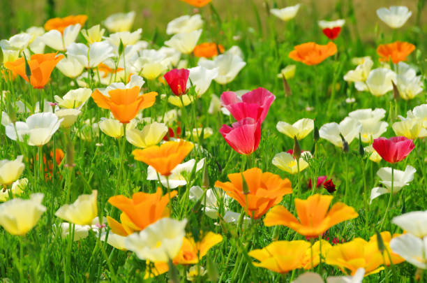 カリフォルニアのポピー  - poppy field flower california golden poppy ストックフォトと画像