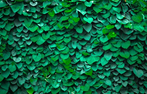 Background of Aristolochia Macrophylla leaves