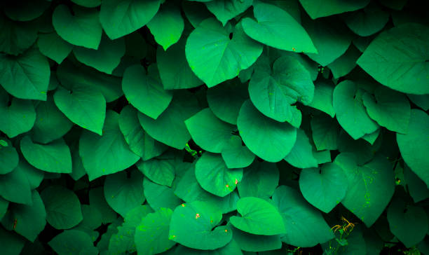 istock Background of Aristolochia Macrophylla leaves 893041846