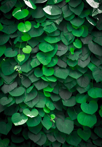 istock Background of Aristolochia Macrophylla leaves 893041880
