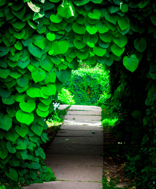 istock Background of Aristolochia Macrophylla leaves 893041966