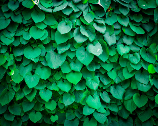 istock Background of Aristolochia Macrophylla leaves 893042040
